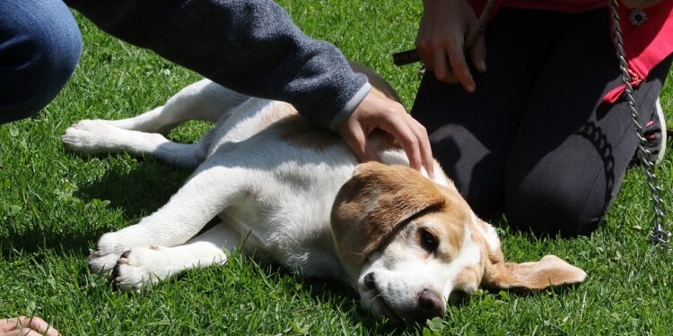 Frutas que cachorros não podem comer e são seriamente proibidas