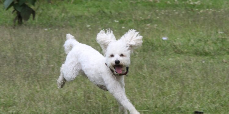Frutas que cachorros não podem comer e são seriamente proibidas