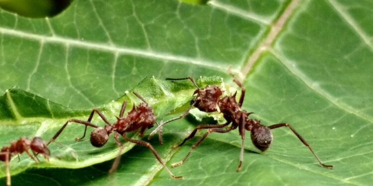 Plantas que são repelentes naturais contra formigas