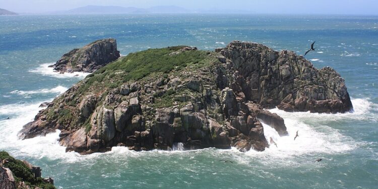 Ilha no Sul do Brasil abriga mamífero considerado raro em todo o mundo