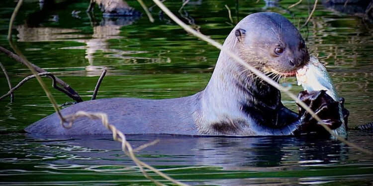 Animal ressurge 40 anos após desaparecer completamente e com três novos integrantes na família