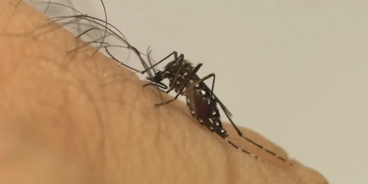 Mosquito da Dengue não visita casas que tem essas plantas no jardim