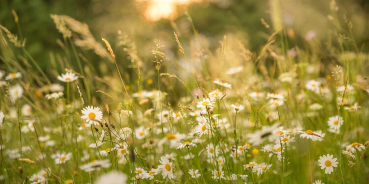 Melhores flores para plantar no outono e embelezar o jardim