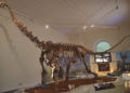 Amazonsaurus era um gigante de 12 metros pesando 5 toneladas que vivia na Amazônia