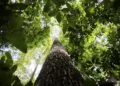Cientistas confirmam presença de dinossauros na Amazônia