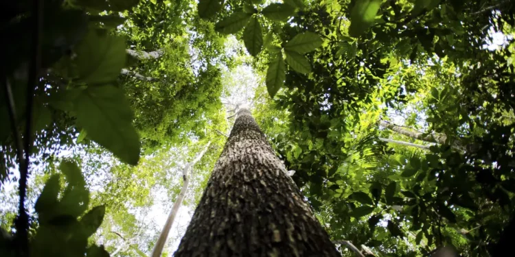 Cientistas confirmam presença de dinossauros na Amazônia
