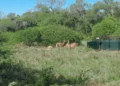 Após 113 anos, espécie animal ressurge no mesmo local onde foi extinta