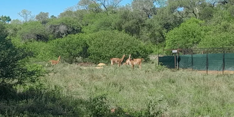 Após 113 anos, espécie animal ressurge no mesmo local onde foi extinta