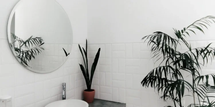 9 Plantas para banheiro: ideias para ambientes úmidos e com pouca iluminação