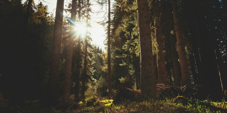 Animal ressurge 100 anos após ser dado como extinto e reescreve a história na América do Sul