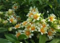 9 plantas comestíveis que você pode ter no quintal e nem sabe