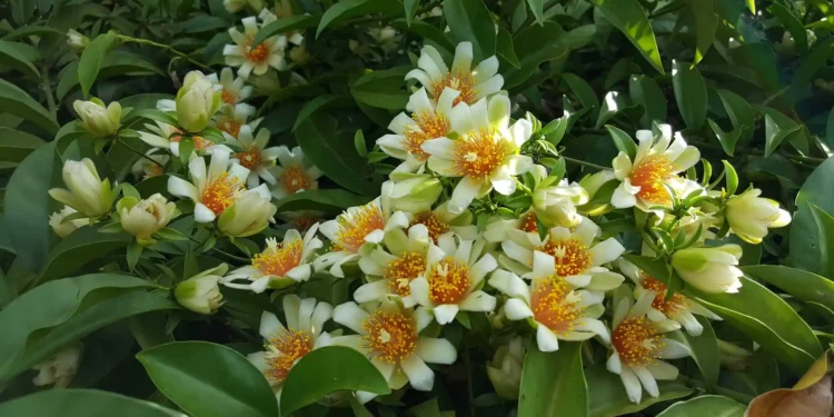 9 plantas comestíveis que você pode ter no quintal e nem sabe