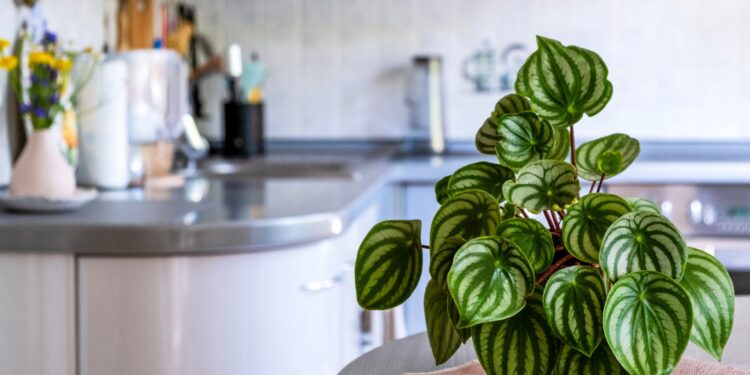 Melhor decorar a cozinha com plantas naturais ou artificiais?