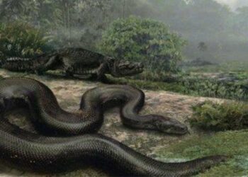 Maior cobra da história faz a sucuri de 9 metros parecer filhotinho