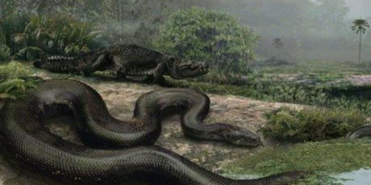 Maior cobra da história faz a sucuri de 9 metros parecer filhotinho