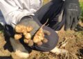 Tenha esse vegetal em sua horta e poderá colher por muito anos
