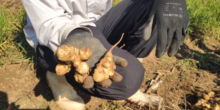Tenha esse vegetal em sua horta e poderá colher por muito anos