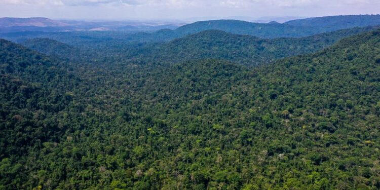 Cientistas confirmam presença de dinossauros na Amazônia