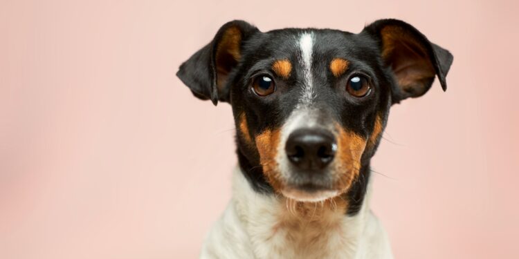 Nova lei multa donos de cães que cometem este erro em até R$ 10 mil