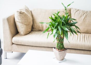 Melhore maneira de usar plantas artificiais para decoração