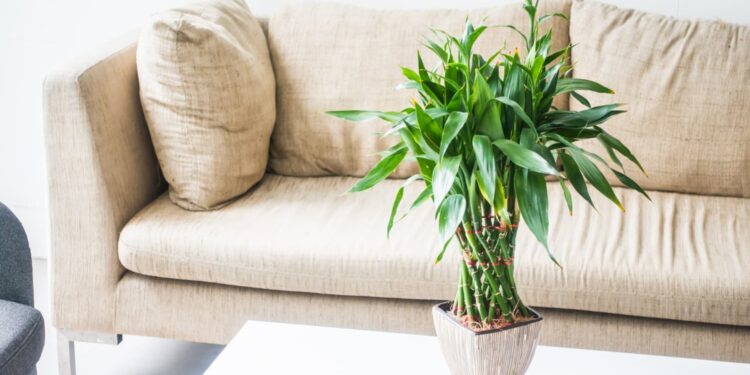Melhore maneira de usar plantas artificiais para decoração