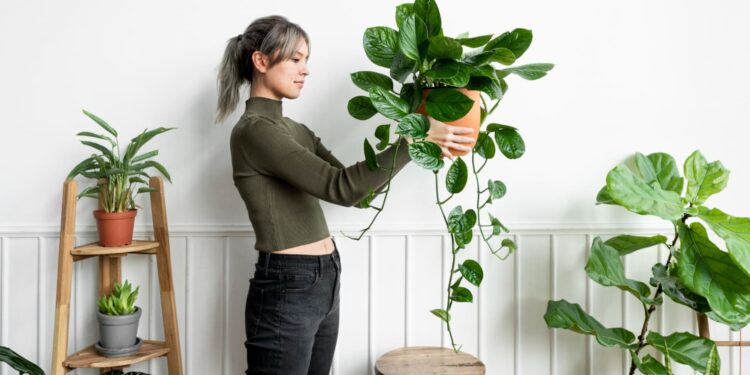 Melhore maneira de usar plantas artificiais para decoração