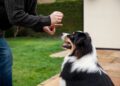 Nova lei multa em até R$ 5 mil quem colocar esse tipo de coleira em animais