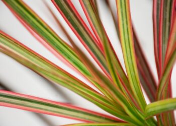 9 plantas e flores coloridas para trazer mais vida a sua casa