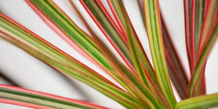 9 plantas e flores coloridas para trazer mais vida a sua casa