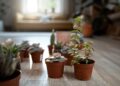 9 plantas para cultivar em casa, com baixa manutenção e praticidade