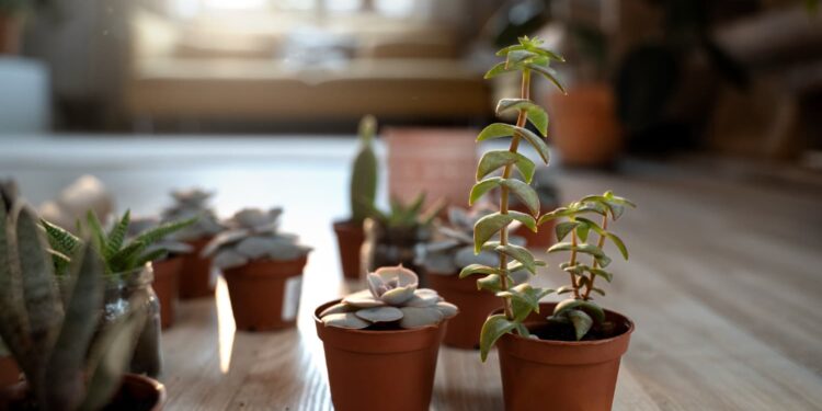 9 plantas para cultivar em casa, com baixa manutenção e praticidade