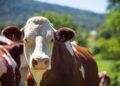 Cantor sertanejo de apenas 30 anos tem vaca avaliada em R$ 54 milhões e jatinho de R$ 30 milhões