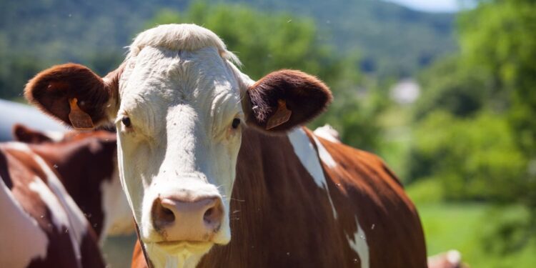 Cantor sertanejo de apenas 30 anos tem vaca avaliada em R$ 54 milhões e jatinho de R$ 30 milhões