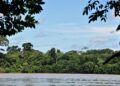 Pesquisadores descobrem que a Amazônia produz tesouro avaliado em R$ 100 bilhões por ano