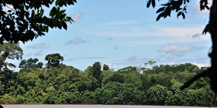 Pesquisadores descobrem que a Amazônia produz tesouro avaliado em R$ 100 bilhões por ano
