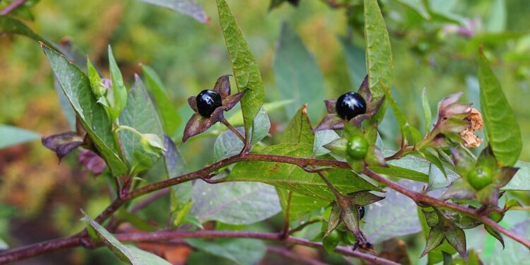 Plantas mortais altamente tóxicas: 5 espécies encontradas na natureza que você vai querer ficar longe