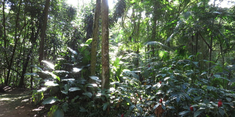 Mata Atlântica abriga plantas medicinais que você não faz ideia