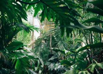 Quem for pego com esta planta em casa tomará multa de R$ 1.000, conforme manda a lei em cidade de Minas Gerais