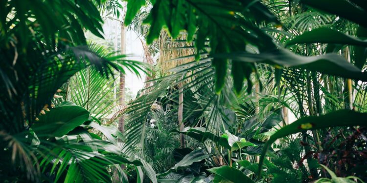 Quem for pego com esta planta em casa tomará multa de R$ 1.000, conforme manda a lei em cidade de Minas Gerais