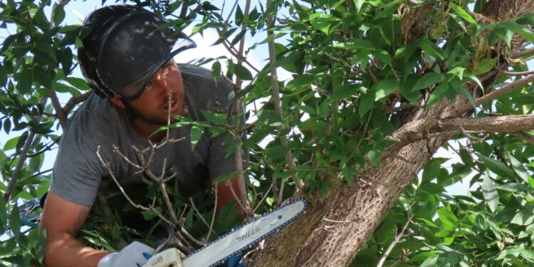 Homem levou multa de R$ 7,2 mil após cortar árvores que impediam vista para a praia na Nova Zelândia