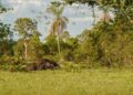 Animal que reapareceu no Brasil depois de 130 anos foi devolvido à natureza pela Argentina