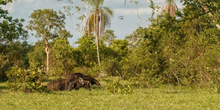 Animal que reapareceu no Brasil depois de 130 anos foi devolvido à natureza pela Argentina