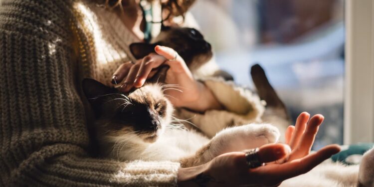Nova norma multa em R$ 1.628 quem tem mais de dois animais de estimação e descumpre a regra neste país