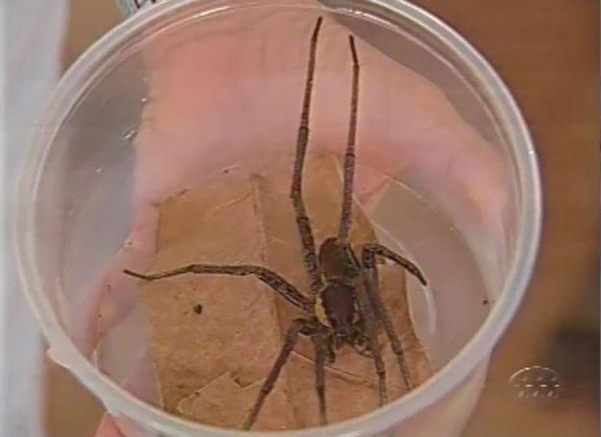 Chuvas aumentam o contato de humanos com animais peçonhentos