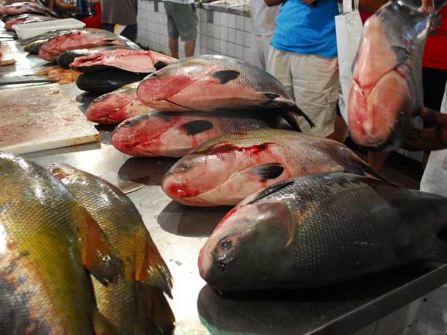 PL que pede a proibição da pesca do tambaqui no Amazonas começa a tramitar na ALEAM