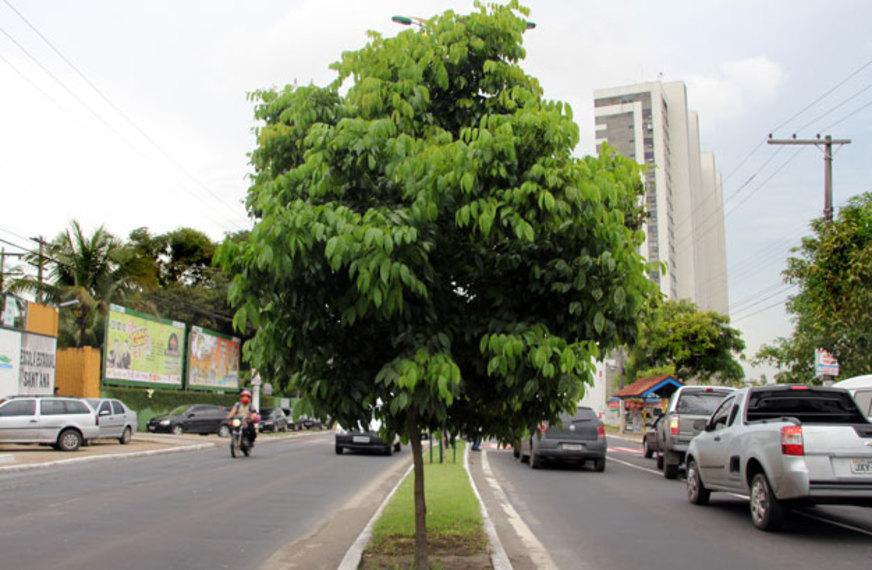 Plano Diretor de Arborização será lançado em Manaus