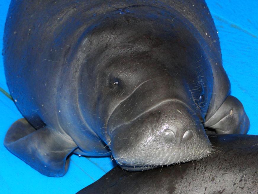 Encontro Consciência debate a caça predatória do peixe-boi da Amazônia em março