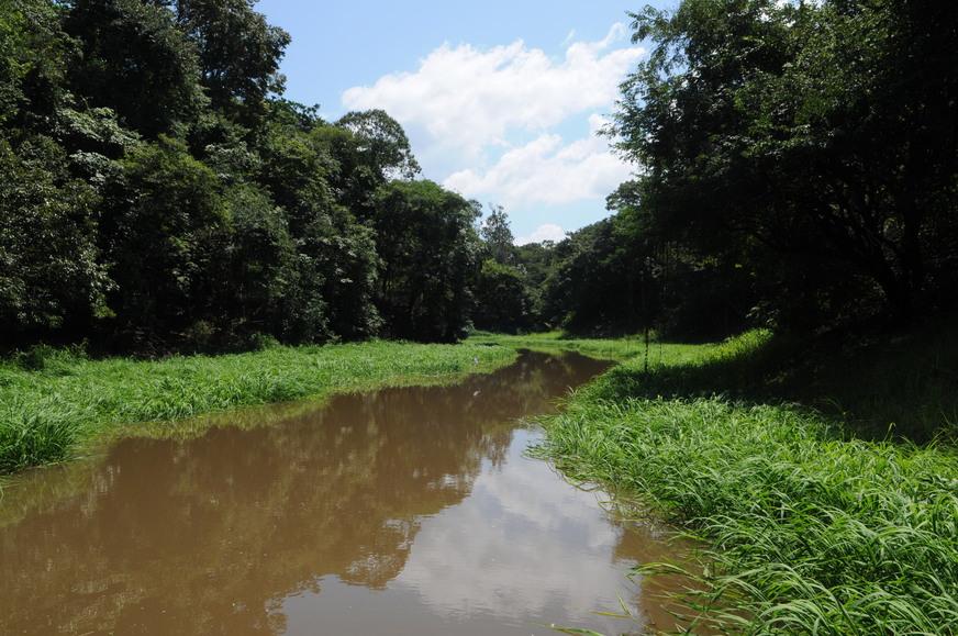 Novo Código Florestal ameaça igapós e populações tradicionais