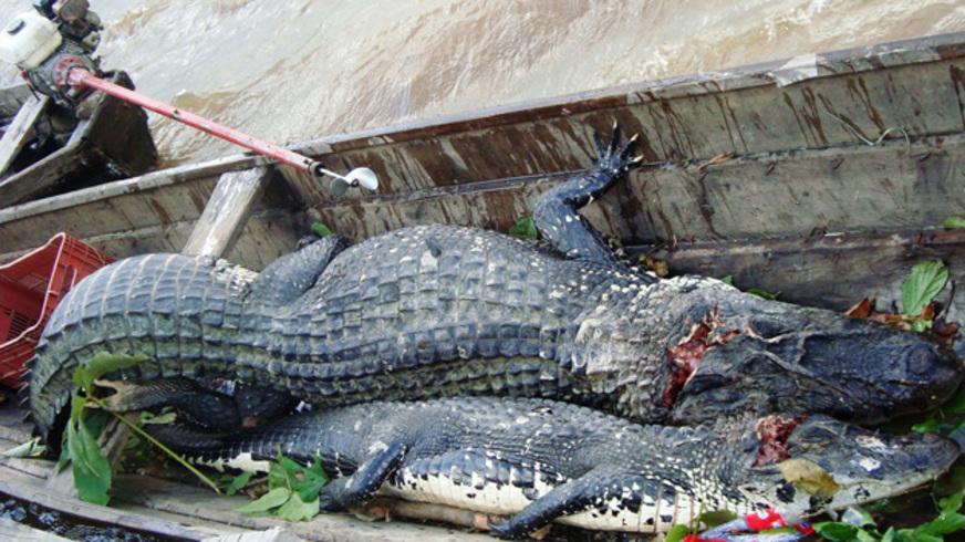 Operação flagra matança de jacarés no Amazonas