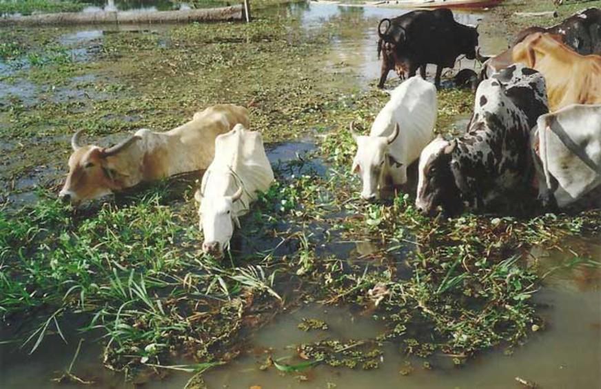 Autaz – Mirim, no Amazonas, já vive as dificuldades da grande cheia de 2009